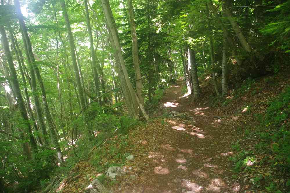 Descente en forêt. Un traileur supersonique a tenté d’y faire pousser des barres de céréales... Le dimanche 1ᵉʳ juin 2025