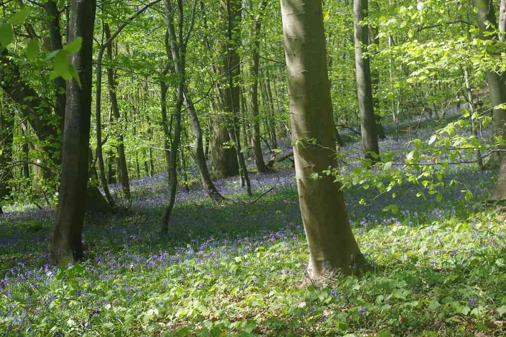 Forêt de Compiègne (parterre de jacinthes). Le vendredi 20 avril 2018